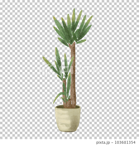 dracaena 103681354