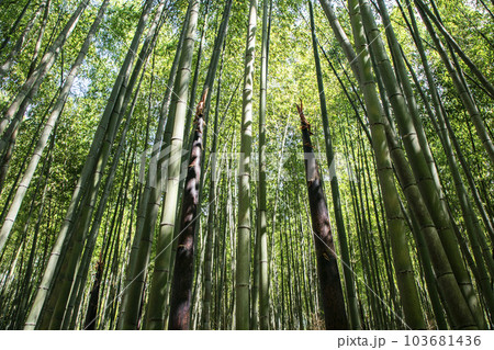 京都竹の小径 103681436