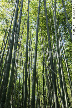 京都竹の小径 京都竹の小径 103681437
