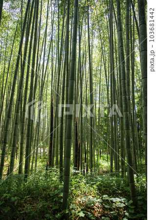 京都竹の小径 京都竹の小径 103681442