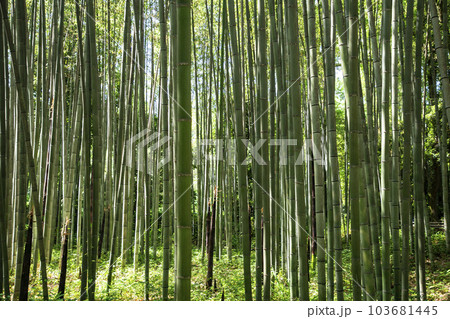 京都竹の小径 103681445