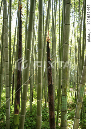 京都竹の小径 103681446