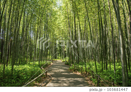 京都竹の小径 京都竹の小径 103681447