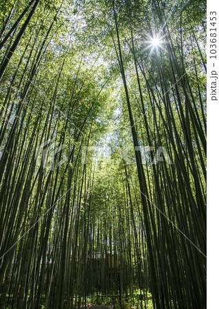 京都竹の小径 京都竹の小径 103681453