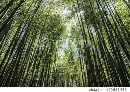 京都竹の小径 103681456