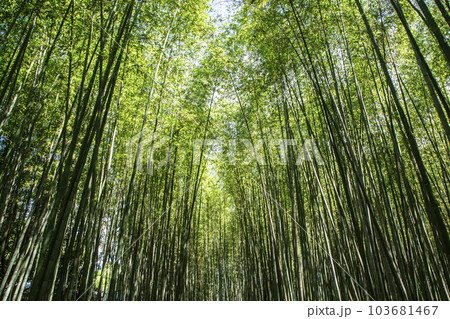 京都竹の小径 京都竹の小径 103681467