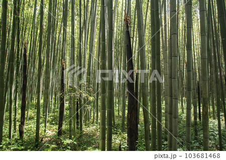 京都竹の小径 103681468
