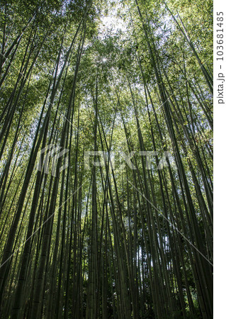 京都竹の小径 103681485