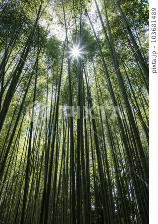 京都竹の小径 京都竹の小径 103681489