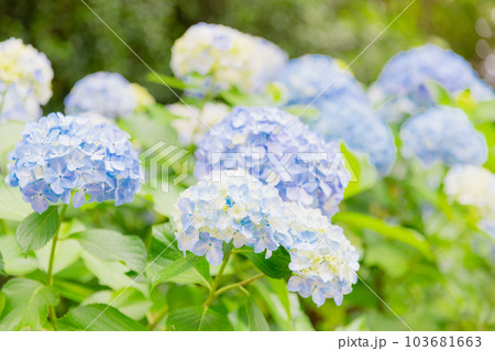 飛鳥山公園の紫陽花 103681663