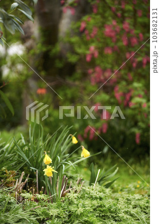 My garden. Flower garden and beautiful natural plants on a summer day outside. Bright yellow petals around detailed greenery in nature. Closeup of fresh growing life in spring in the outdoors. 103682131