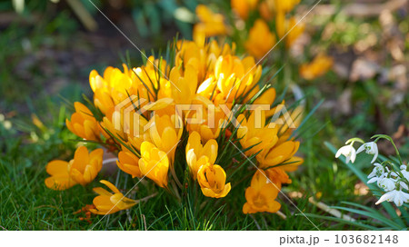 Closeup of Crocuses against soft day light with a blurry background. Zoom in on yellow seasonal flowers growing in a field or garden. Macro details, texture and natures pattern of a flowerhead 103682148