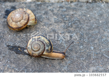 路上を這うカタツムリ(ナミマイマイ) 路上を這うカタツムリ(ナミマイマイ) 103682557