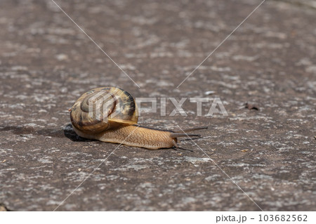 路上を這うカタツムリ(ナミマイマイ) 路上を這うカタツムリ(ナミマイマイ) 103682562