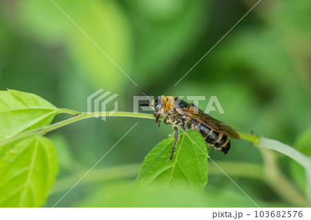 ハラナガツチバチ 103682576
