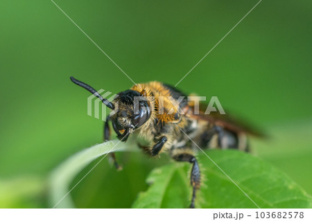 ハラナガツチバチ 103682578