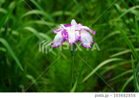花菖蒲 水無月園（花しょうぶ園） ～相模原公園～ 103682858