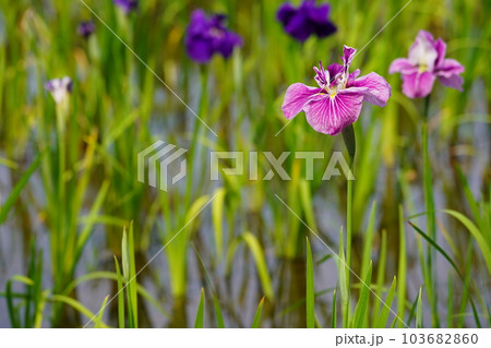 花菖蒲 水無月園（花しょうぶ園） ～相模原公園～ 103682860