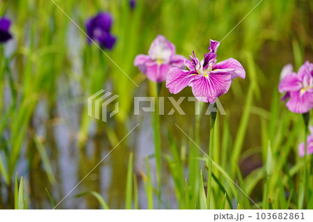 花菖蒲 水無月園(花しょうぶ園) ~相模原公園~ 花菖蒲 水無月園(花しょうぶ園) ~相模原公園~ 103682861