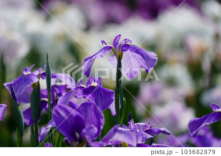 花菖蒲 水無月園（花しょうぶ園） ～相模原公園～ 103682879