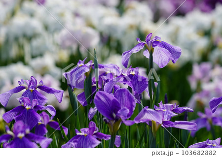 花菖蒲 水無月園(花しょうぶ園) ~相模原公園~ 花菖蒲 水無月園(花しょうぶ園) ~相模原公園~ 103682882