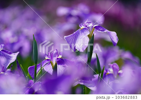 花菖蒲 水無月園（花しょうぶ園） ～相模原公園～ 103682883