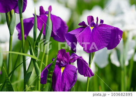 花菖蒲 水無月園(花しょうぶ園) ~相模原公園~ 花菖蒲 水無月園(花しょうぶ園) ~相模原公園~ 103682895