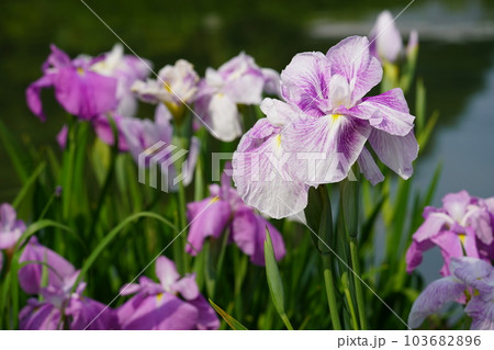 花菖蒲 水無月園（花しょうぶ園） ～相模原公園～ 103682896