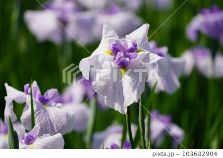花菖蒲 水無月園（花しょうぶ園） ～相模原公園～ 103682904