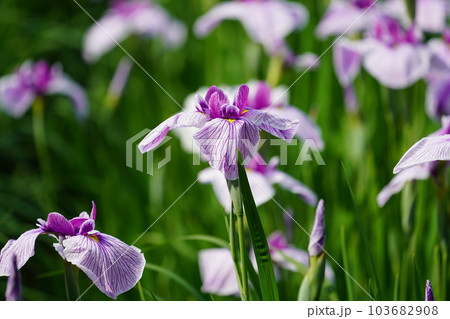 花菖蒲 水無月園（花しょうぶ園） ～相模原公園～ 103682908