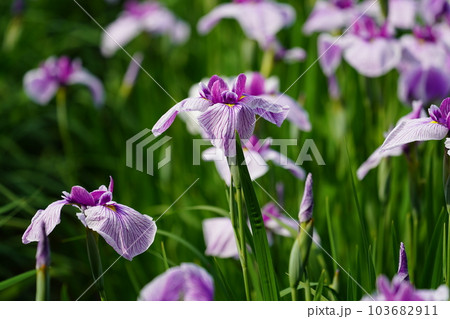 花菖蒲 水無月園(花しょうぶ園) ~相模原公園~ 花菖蒲 水無月園(花しょうぶ園) ~相模原公園~ 103682911