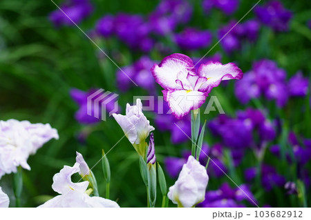 花菖蒲 水無月園（花しょうぶ園） ～相模原公園～ 103682912