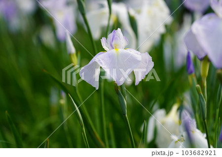 花菖蒲 水無月園（花しょうぶ園） ～相模原公園～ 103682921