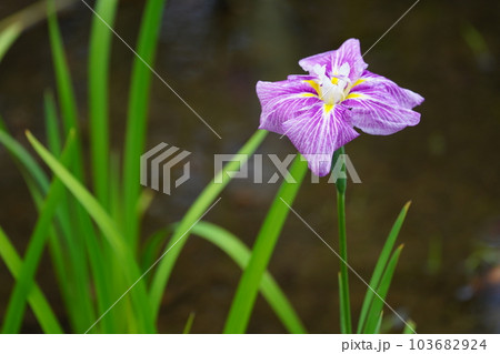 花菖蒲 水無月園（花しょうぶ園） ～相模原公園～ 103682924