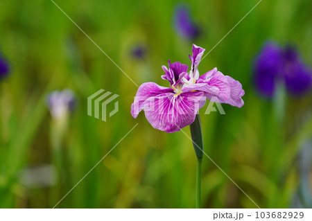 花菖蒲 水無月園（花しょうぶ園） ～相模原公園～ 103682929