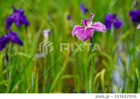 花菖蒲 水無月園（花しょうぶ園） ～相模原公園～ 103682930