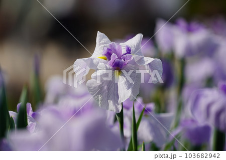花菖蒲 水無月園（花しょうぶ園） ～相模原公園～ 103682942