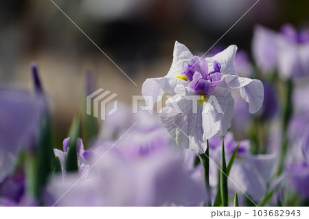 花菖蒲 水無月園（花しょうぶ園） ～相模原公園～ 103682943