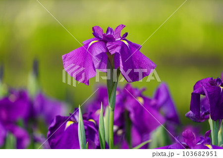 花菖蒲 水無月園(花しょうぶ園) ~相模原公園~ 花菖蒲 水無月園(花しょうぶ園) ~相模原公園~ 103682951