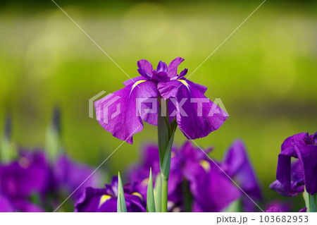 花菖蒲 水無月園（花しょうぶ園） ～相模原公園～ 103682953