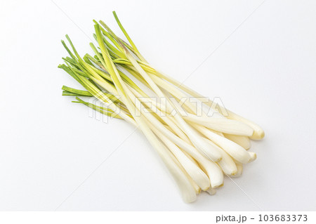 エシャレット　白バック 103683373