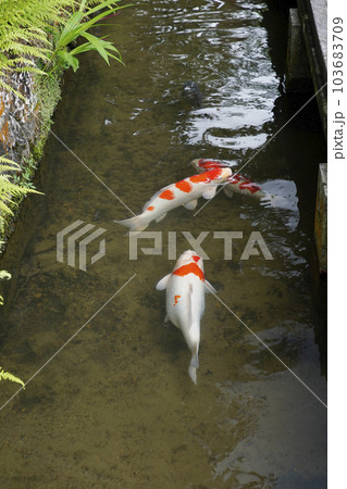 津和野の街並み 103683709