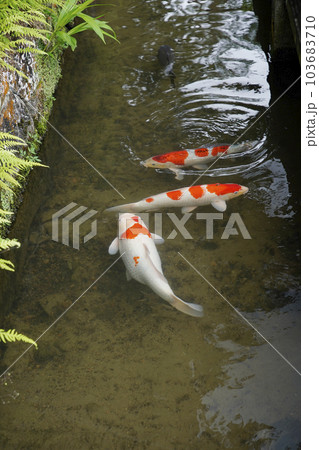 津和野の街並み 103683710