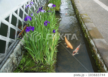津和野の街並み 津和野の街並み 103683744