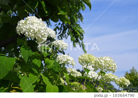 アジサイ(紫陽花) アジサイ(紫陽花) 103684790