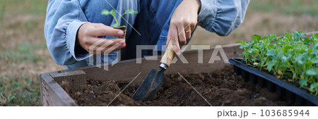 Young woman using trowel to growing vegetable seedling into soil on vegetable plot in front of home 103685944