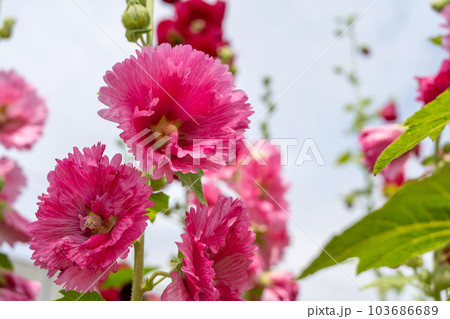 ピンクの葵　タチアオイ（ホリホックHolly hock） 103686689