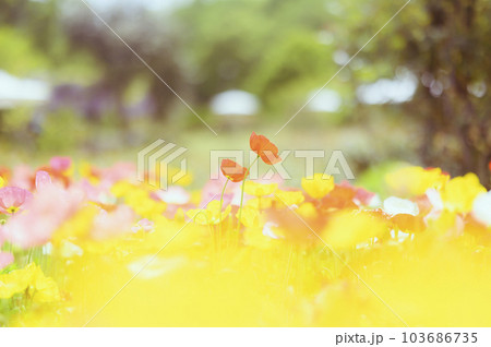 シャーレーポピー 103686735