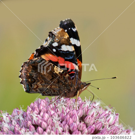 Beautiful red admiral or vanessa atalanta butterfly in a sunny garden with copyspace. Closeup of one flying insect with colourful wings feeding on sweet nectar to pollinate a pink flower outdoors Beautiful red admiral or vanessa atalanta butterfly in a sunny garden with copyspace. Closeup of one flying insect with colourful wings feeding on sweet nectar to pollinate a pink flower outdoors 103686822