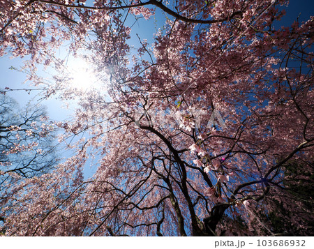 しだれ桜のある風景 しだれ桜のある風景 103686932